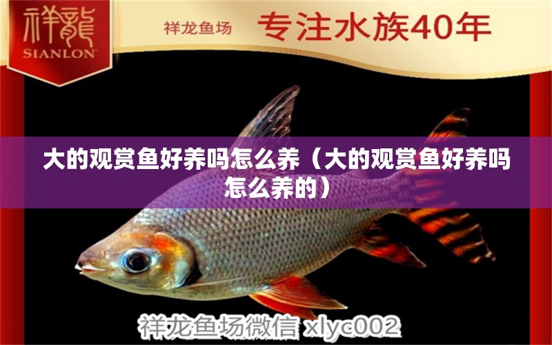 大的觀賞魚好養(yǎng)嗎怎么養(yǎng)（大的觀賞魚好養(yǎng)嗎怎么養(yǎng)的） 斑馬鴨嘴魚苗