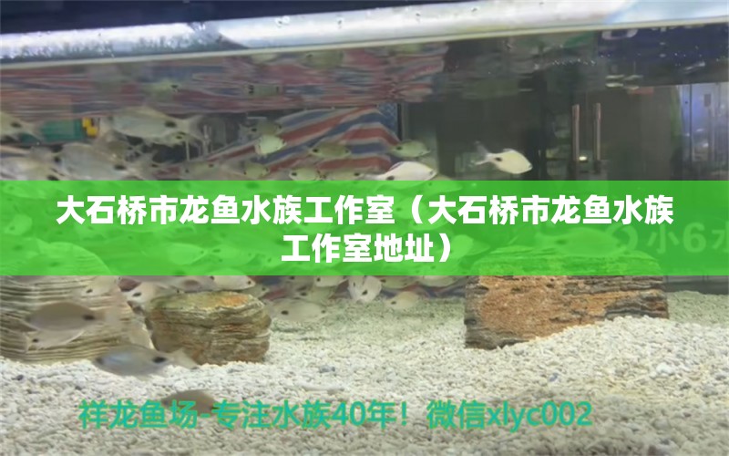 大石橋市龍魚水族工作室（大石橋市龍魚水族工作室地址）