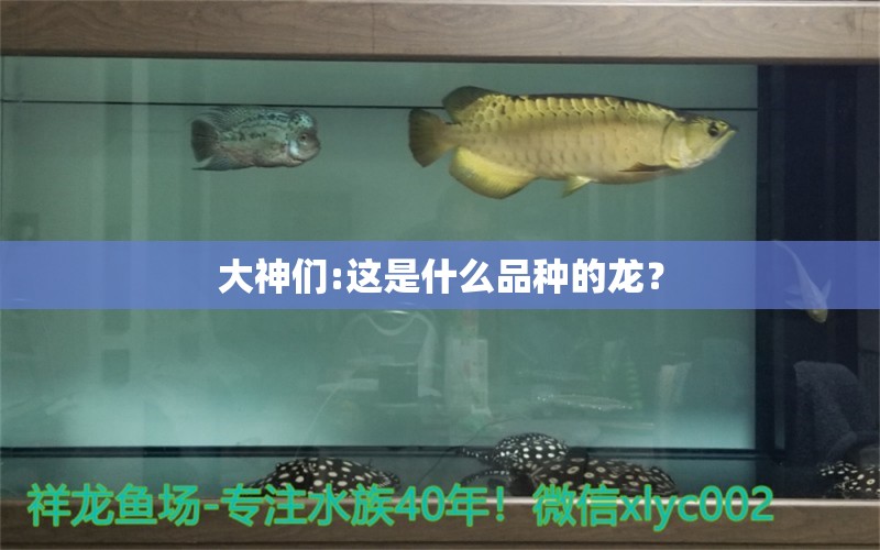 大神們:這是什么品種的龍？ 白條過(guò)背金龍魚