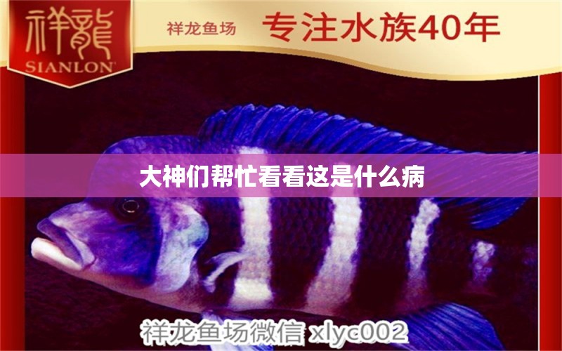 大神們幫忙看看這是什么病 龍魚疾病與治療