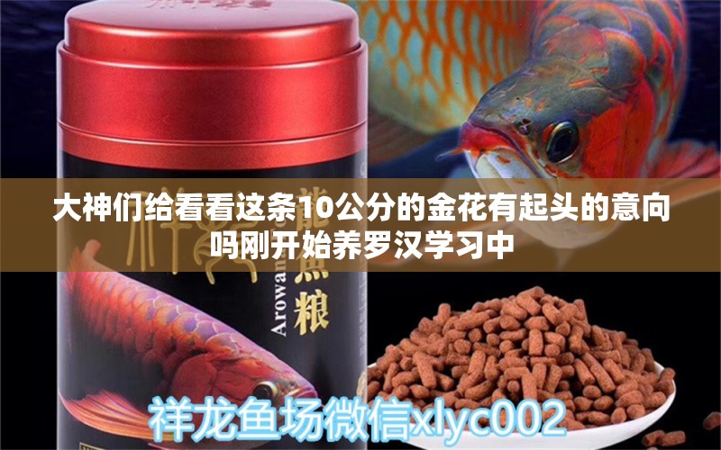 大神們給看看這條10公分的金花有起頭的意向嗎剛開始養(yǎng)羅漢學習中 祥龍水族護理水