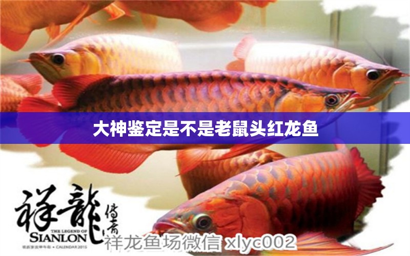 大神鑒定是不是老鼠頭紅龍魚 養(yǎng)魚知識 第1張