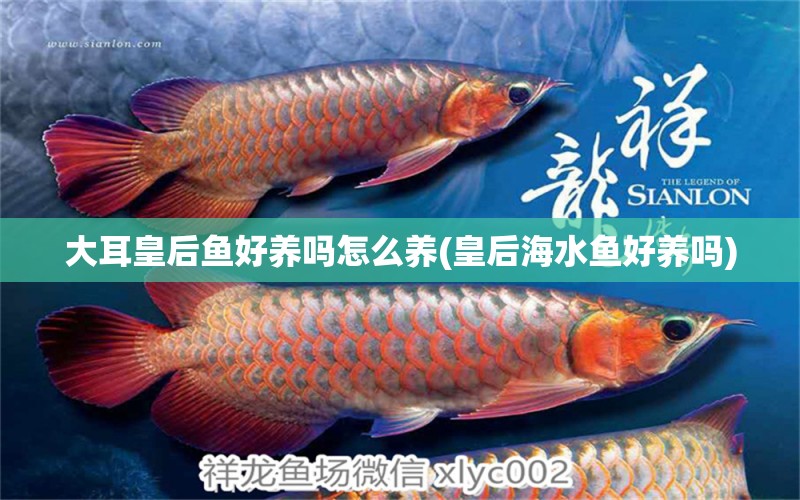 大耳皇后魚好養(yǎng)嗎怎么養(yǎng)(皇后海水魚好養(yǎng)嗎) 海水魚