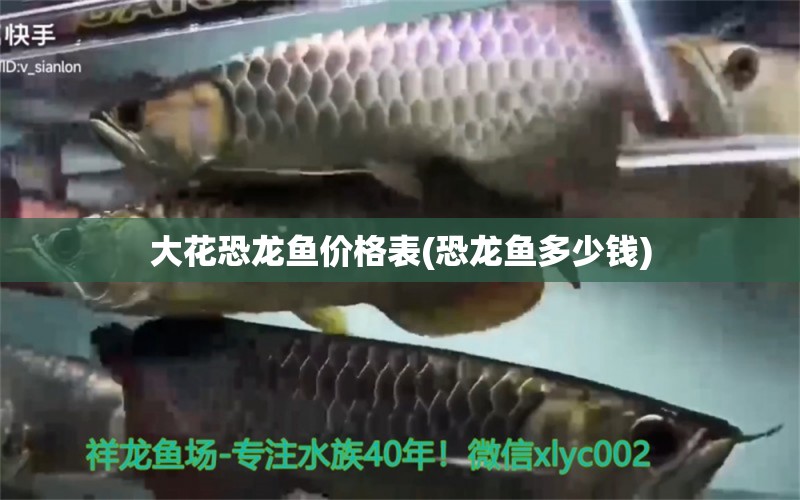 大花恐龍魚價(jià)格表(恐龍魚多少錢) 觀賞龜/鱉飼料