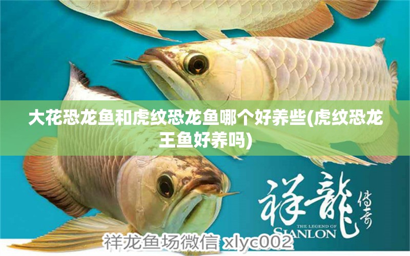 大花恐龍魚和虎紋恐龍魚哪個好養(yǎng)些(虎紋恐龍王魚好養(yǎng)嗎) 恐龍王魚