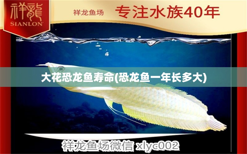 大花恐龍魚(yú)壽命(恐龍魚(yú)一年長(zhǎng)多大)