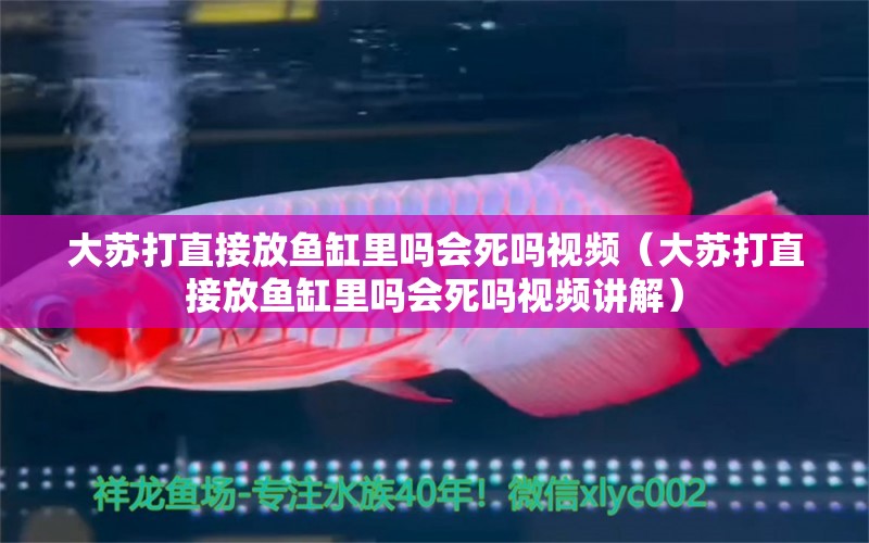 大蘇打直接放魚缸里嗎會死嗎視頻（大蘇打直接放魚缸里嗎會死嗎視頻講解）