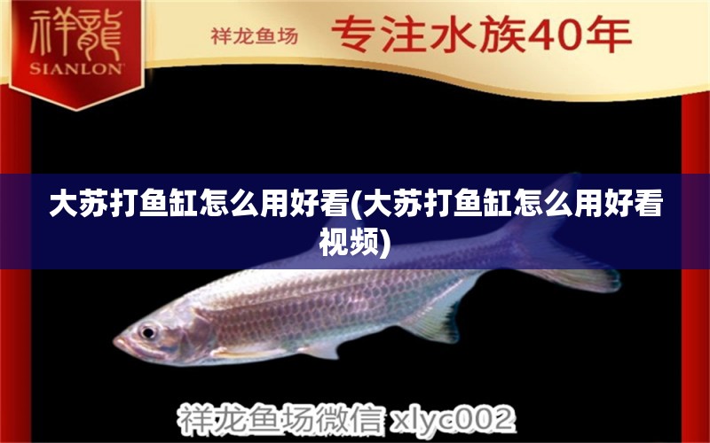 大蘇打魚缸怎么用好看(大蘇打魚缸怎么用好看視頻) 銀古魚苗