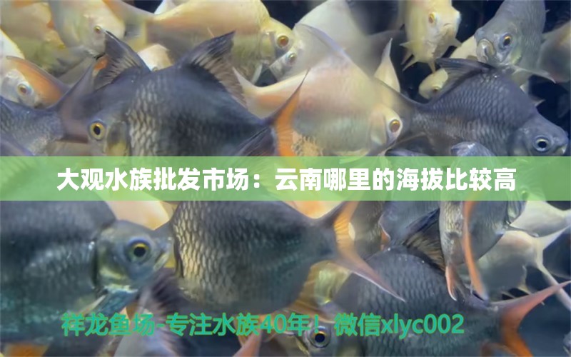 大觀水族批發(fā)市場(chǎng)：云南哪里的海拔比較高