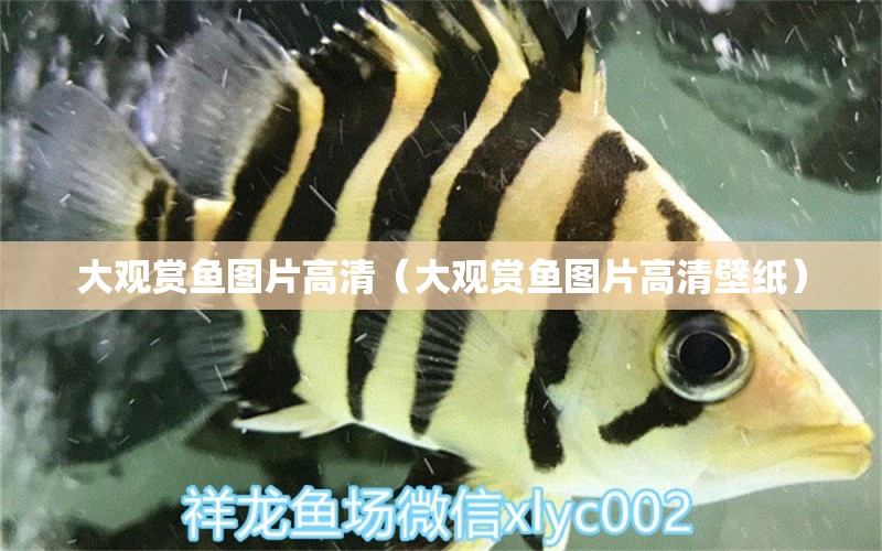 大觀賞魚圖片高清（大觀賞魚圖片高清壁紙） 祥龍水族醫(yī)院