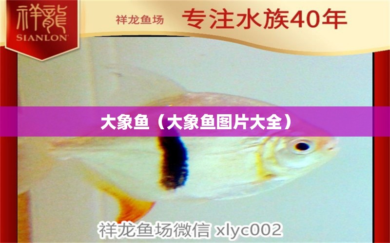 大象魚（大象魚圖片大全）