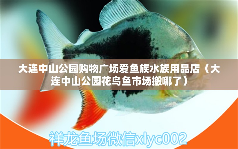 大連中山公園購物廣場愛魚族水族用品店（大連中山公園花鳥魚市場搬哪了） 水族用品