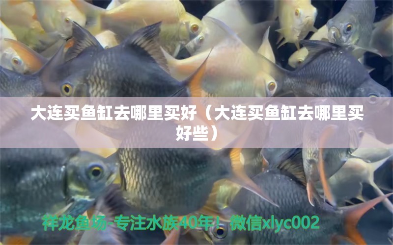 大連買(mǎi)魚(yú)缸去哪里買(mǎi)好（大連買(mǎi)魚(yú)缸去哪里買(mǎi)好些） 肺魚(yú)