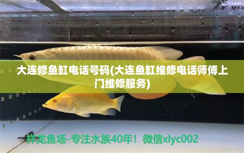 大連修魚缸電話號(hào)碼(大連魚缸維修電話師傅上門維修服務(wù)) 女王大帆魚苗