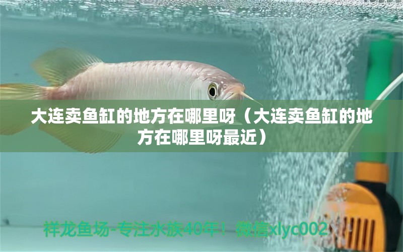 大連賣魚缸的地方在哪里呀（大連賣魚缸的地方在哪里呀最近）