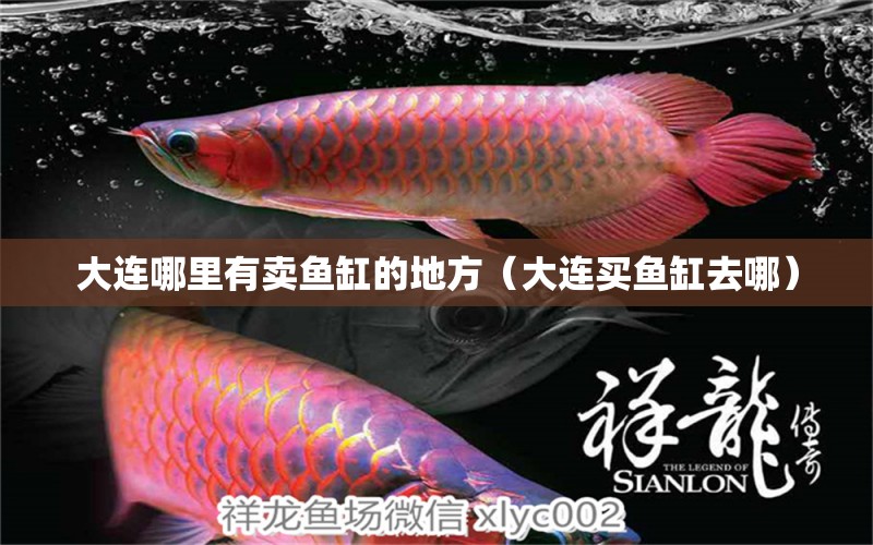 大連哪里有賣魚缸的地方（大連買魚缸去哪）