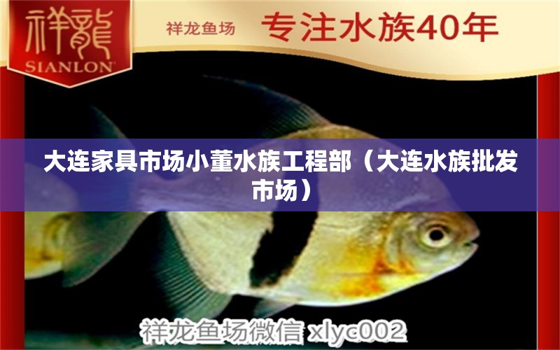 大連家具市場小董水族工程部（大連水族批發(fā)市場） 觀賞魚水族批發(fā)市場