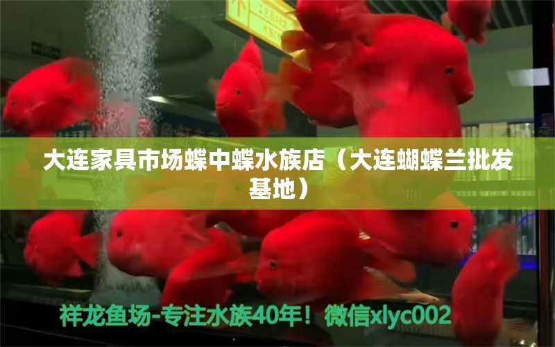 大連家具市場蝶中蝶水族店（大連蝴蝶蘭批發(fā)基地） 蝴蝶鯉