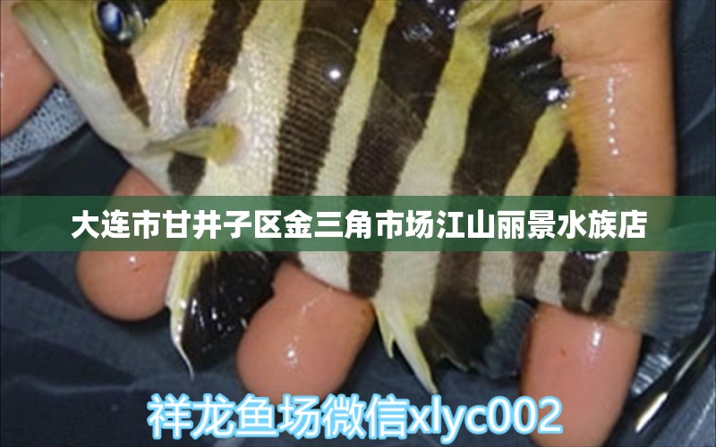 大連市甘井子區(qū)金三角市場江山麗景水族店 全國水族館企業(yè)名錄