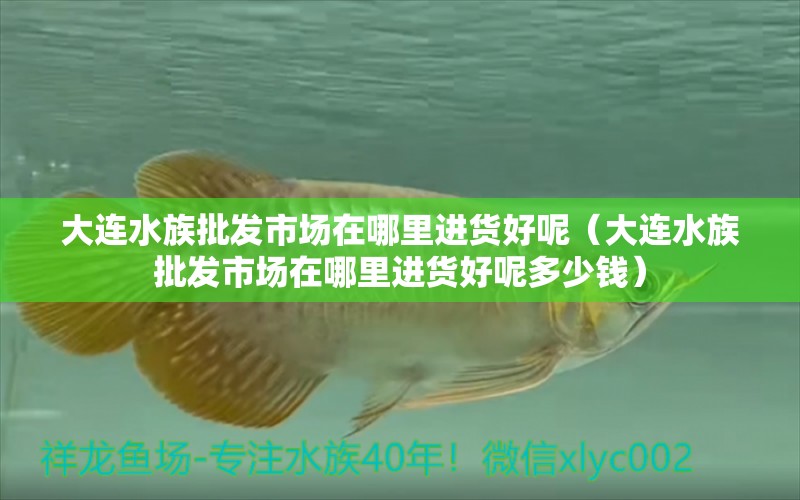 大連水族批發(fā)市場在哪里進貨好呢（大連水族批發(fā)市場在哪里進貨好呢多少錢） 觀賞魚水族批發(fā)市場