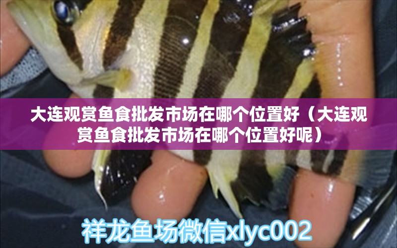 大連觀賞魚食批發(fā)市場(chǎng)在哪個(gè)位置好（大連觀賞魚食批發(fā)市場(chǎng)在哪個(gè)位置好呢）