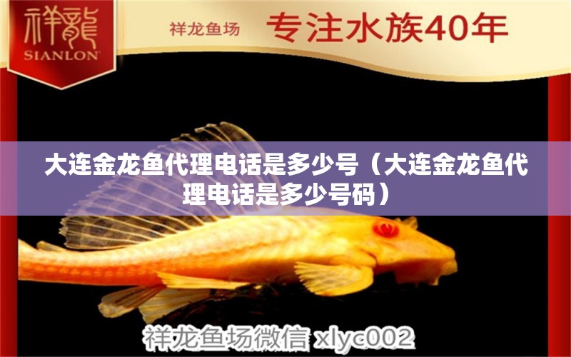 大連金龍魚(yú)代理電話是多少號(hào)（大連金龍魚(yú)代理電話是多少號(hào)碼）