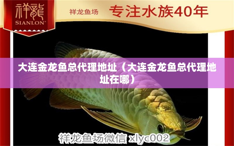 大連金龍魚總代理地址（大連金龍魚總代理地址在哪）