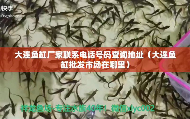 大連魚缸廠家聯(lián)系電話號(hào)碼查詢地址（大連魚缸批發(fā)市場(chǎng)在哪里） 泰國(guó)虎魚（泰虎）