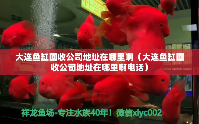 大連魚缸回收公司地址在哪里?。ù筮B魚缸回收公司地址在哪里啊電話） 觀賞魚市場（混養(yǎng)魚）