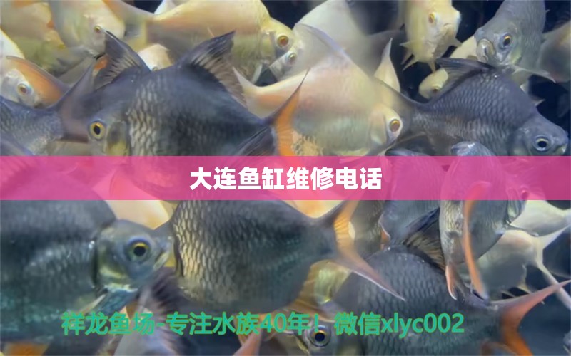 大連魚缸維修電話