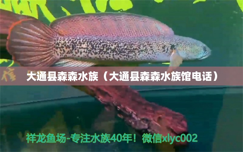 大通縣森森水族（大通縣森森水族館電話） 全國(guó)水族館企業(yè)名錄