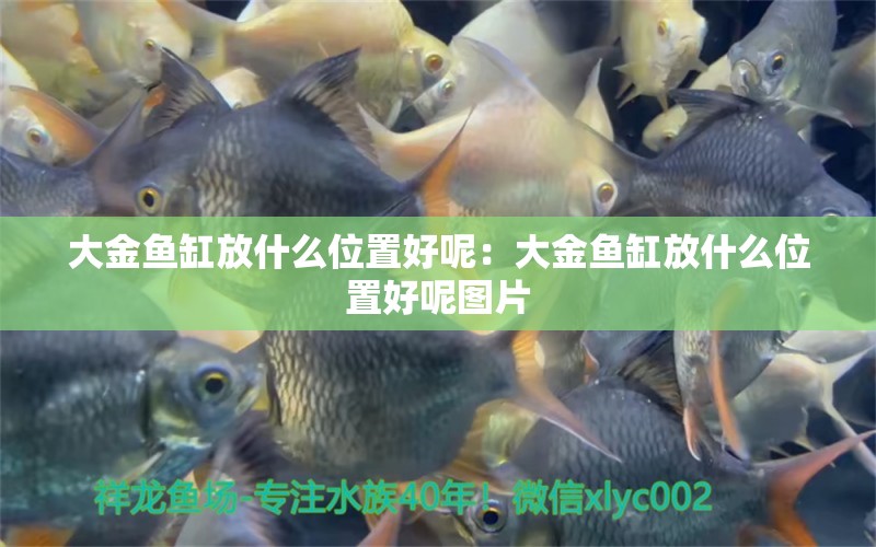 大金魚缸放什么位置好呢：大金魚缸放什么位置好呢圖片