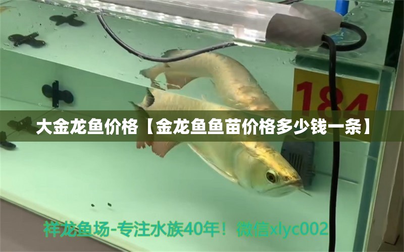 大金龍魚價(jià)格【金龍魚魚苗價(jià)格多少錢一條】 龍魚批發(fā)