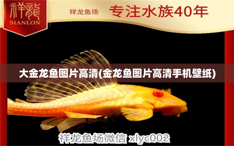 大金龍魚圖片高清(金龍魚圖片高清手機壁紙) 福魟魟魚 第1張