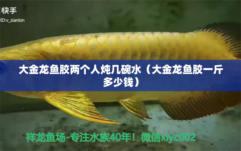 大金龍魚膠兩個(gè)人燉幾碗水（大金龍魚膠一斤多少錢）