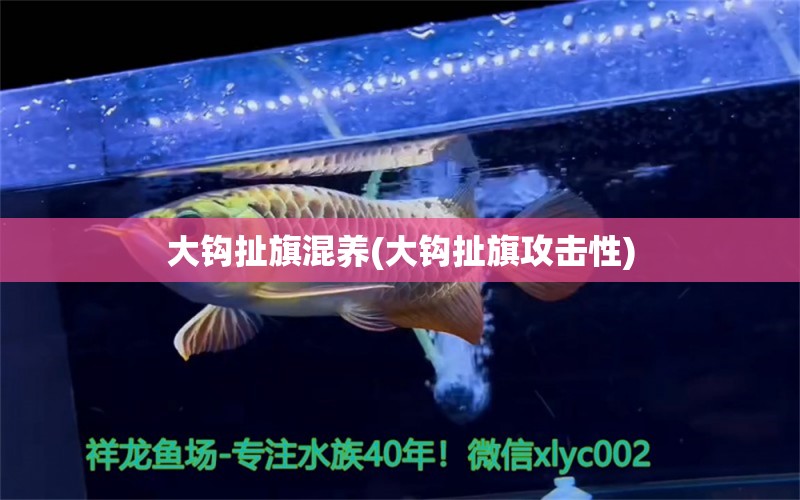 大鉤扯旗混養(yǎng)(大鉤扯旗攻擊性) 觀賞魚(yú) 第1張