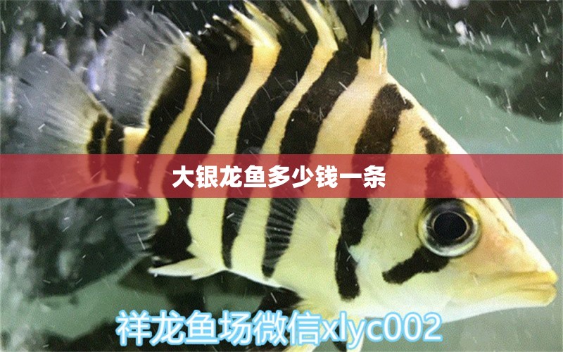 大銀龍魚多少錢一條 