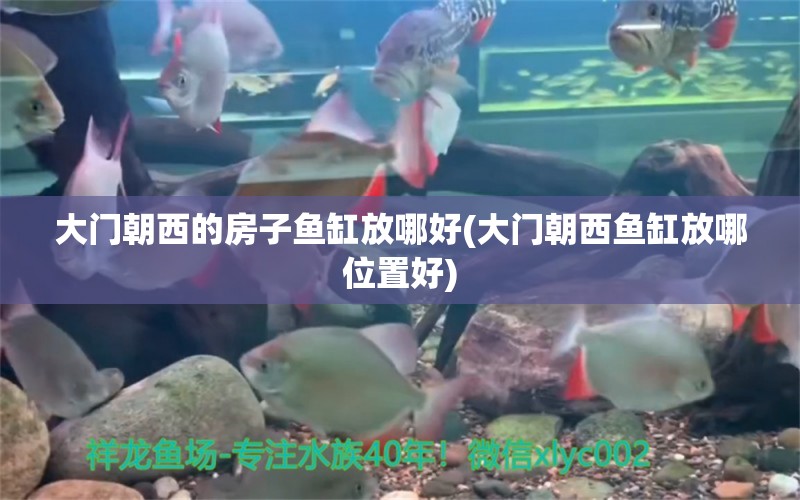 大門朝西的房子魚缸放哪好(大門朝西魚缸放哪位置好) 龍鳳鯉魚