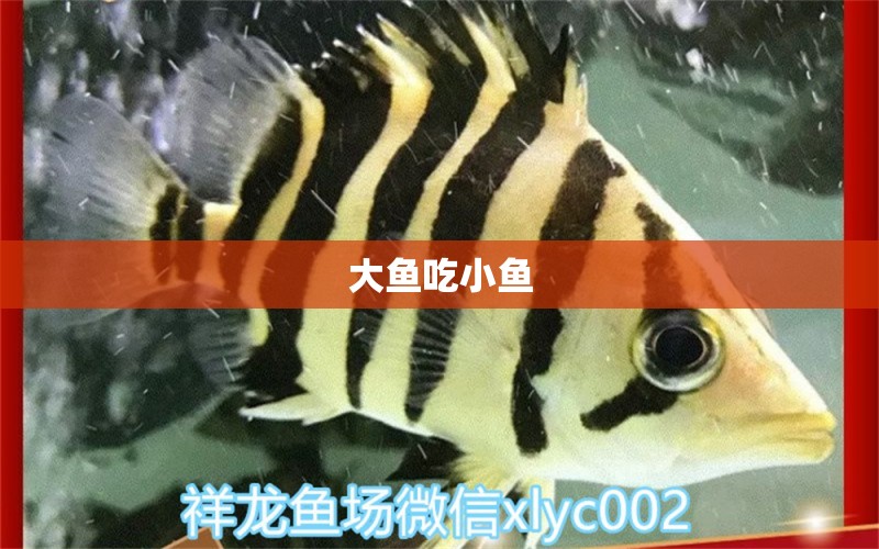 大魚吃小魚 圖騰金龍魚 第2張