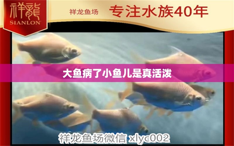 大魚病了小魚兒是真活潑 龍魚疾病與治療