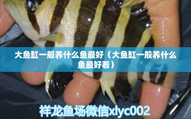 大魚缸一般養(yǎng)什么魚最好（大魚缸一般養(yǎng)什么魚最好看） 紅老虎魚