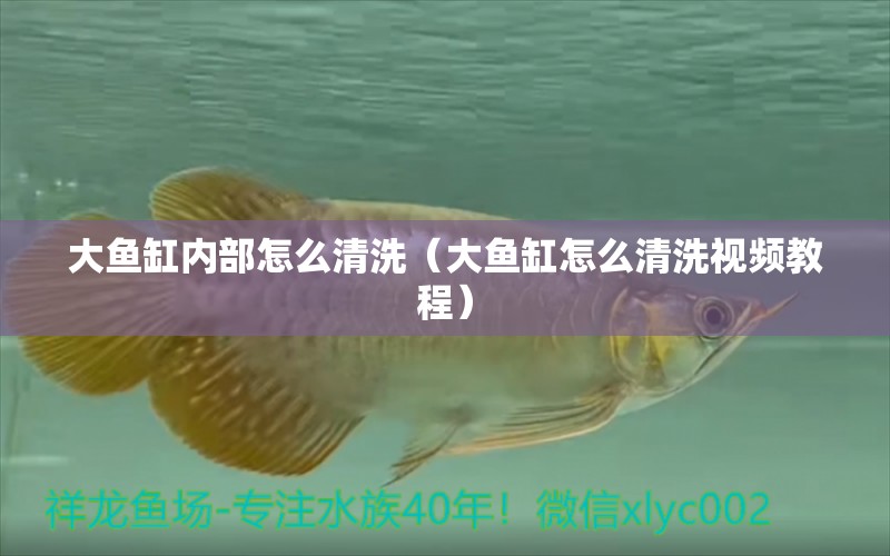 大魚(yú)缸內(nèi)部怎么清洗（大魚(yú)缸怎么清洗視頻教程） 觀賞魚(yú)進(jìn)出口 第1張