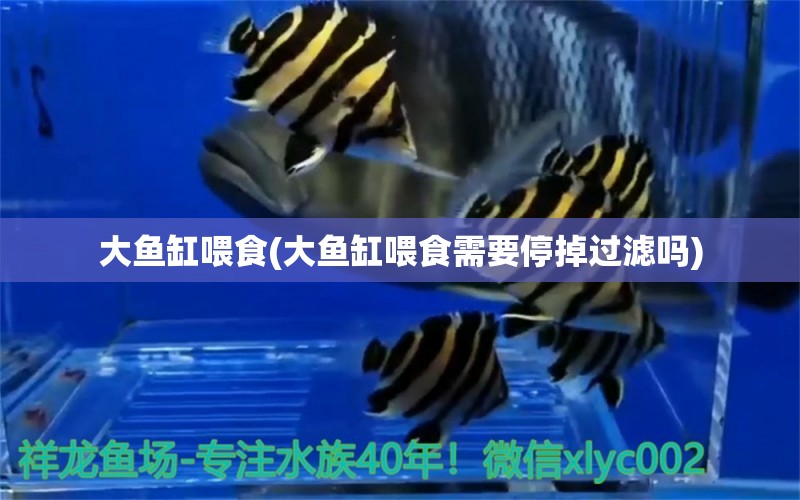 大魚缸喂食(大魚缸喂食需要停掉過濾嗎) 黑白雙星 第1張