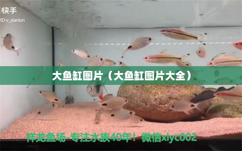 大魚缸圖片（大魚缸圖片大全） 魚缸百科