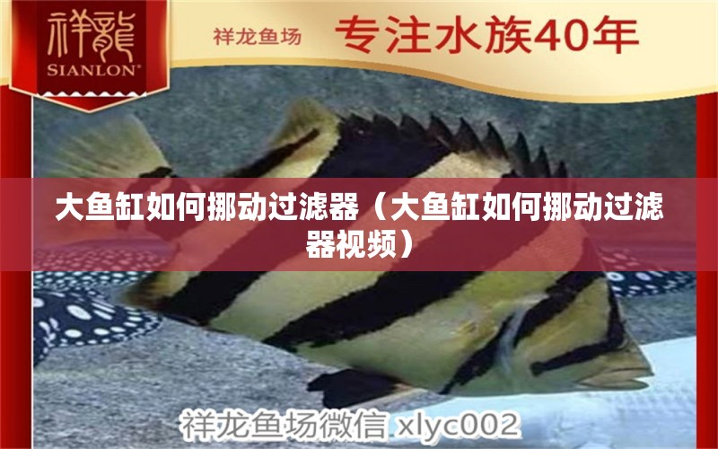 大魚缸如何挪動過濾器（大魚缸如何挪動過濾器視頻）