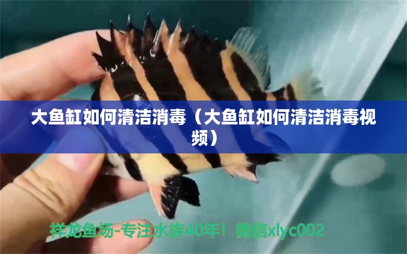 大魚缸如何清潔消毒（大魚缸如何清潔消毒視頻）