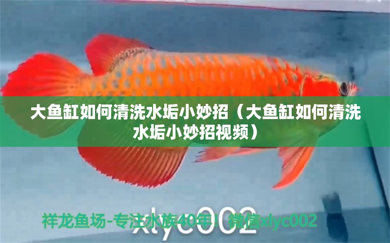 大魚缸如何清洗水垢小妙招（大魚缸如何清洗水垢小妙招視頻）