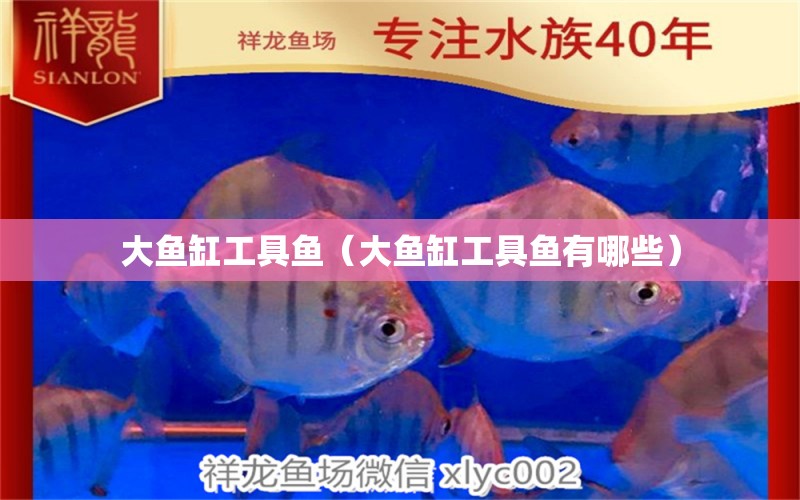 大魚缸工具魚（大魚缸工具魚有哪些）