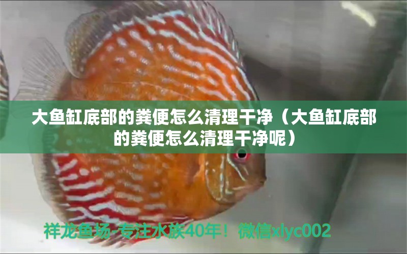 大魚缸底部的糞便怎么清理干凈（大魚缸底部的糞便怎么清理干凈呢）