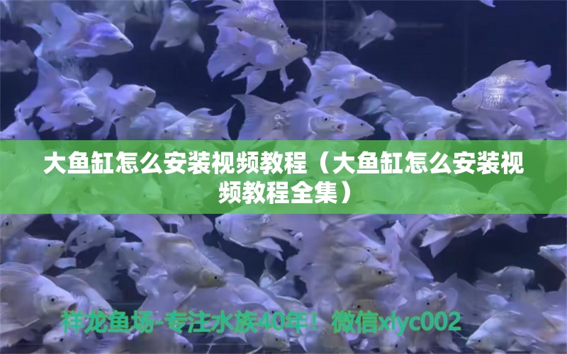 大魚缸怎么安裝視頻教程（大魚缸怎么安裝視頻教程全集） 祥龍水族醫(yī)院